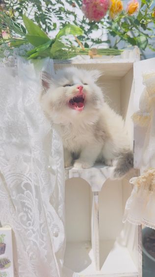 ลูกแมวน้อยขี้อ้อน แสนน่ารัก  รูปที่ 4