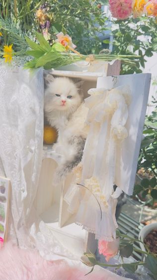 ลูกแมวน้อยขี้อ้อน แสนน่ารัก  รูปที่ 6