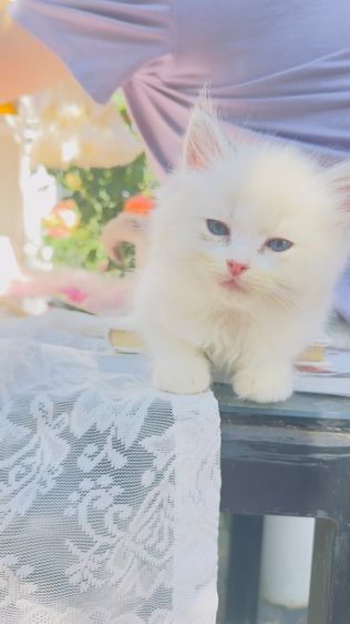 ลูกแมวน้อยขี้อ้อน แสนน่ารัก  รูปที่ 12