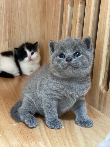 แมวมันช์กิ้น ขาสั้น  รูปที่ 16