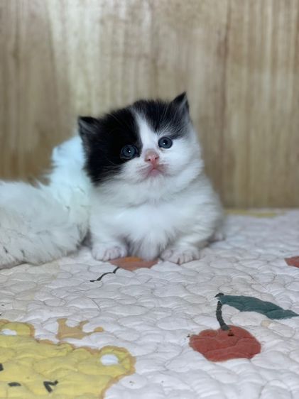 แมวมันช์กิ้น ขาสั้น  รูปที่ 3