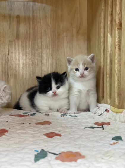 แมวมันช์กิ้น ขาสั้น  รูปที่ 5