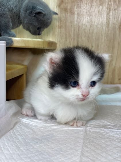 แมวมันช์กิ้น ขาสั้น  รูปที่ 8