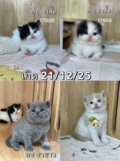 มันช์กิ้น (Munchkin) แมวมันช์กิ้น ขาสั้น 