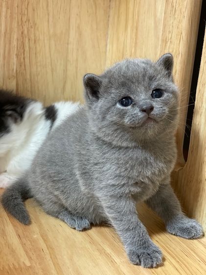 แมวมันช์กิ้น ขาสั้น  รูปที่ 15