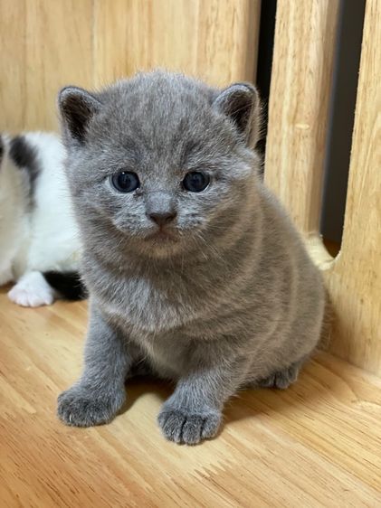 แมวมันช์กิ้น ขาสั้น  รูปที่ 14