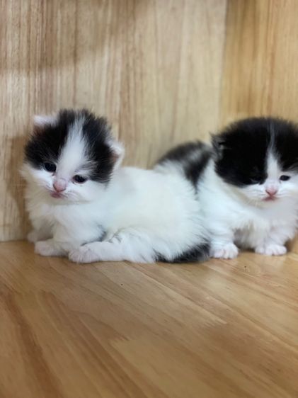 แมวมันช์กิ้น ขาสั้น  รูปที่ 10