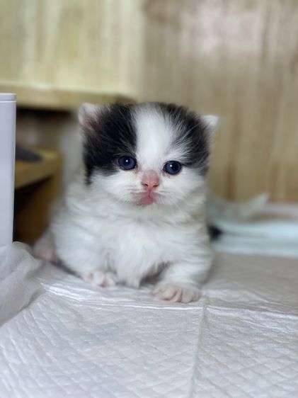 แมวมันช์กิ้น ขาสั้น  รูปที่ 7