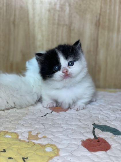 แมวมันช์กิ้น ขาสั้น  รูปที่ 4