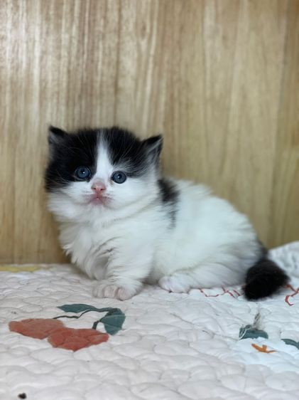 แมวมันช์กิ้น ขาสั้น  รูปที่ 2