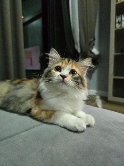 สก็อตติช โฟลด์ (Scottish Fold) แมวสก๊อตติชโฟลด์