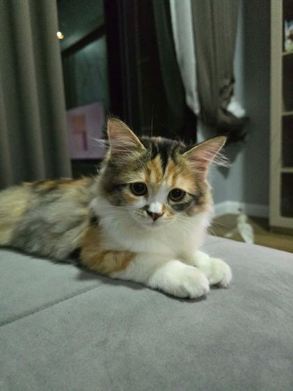 แมวสก๊อตติชโฟลด์ รูปที่ 2