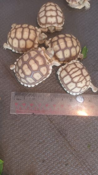 ลูกเต่าซูคาต้า  