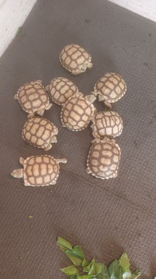 ลูกเต่าซูคาต้า   รูปที่ 2