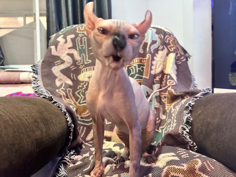 แมวสฟิ้งซ์ เอลฟ์ รูปที่ 2