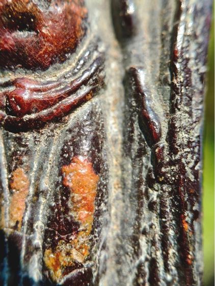 พระร่วงยืนหลังลายผ้า  กรุวัดพระศรีรัตนมหาธาตุ จ.ลพบุรี   เนื้อชินตะกั่วสนิมแดง  รูปที่ 7