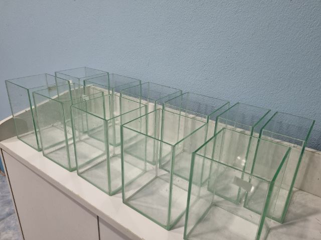 ขายเหมาโหลปลากัด รูปที่ 7