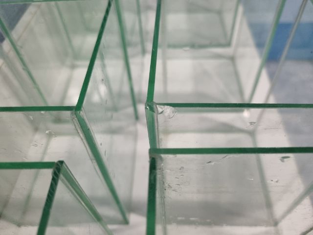 ขายเหมาโหลปลากัด