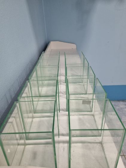 ขายเหมาโหลปลากัด รูปที่ 8