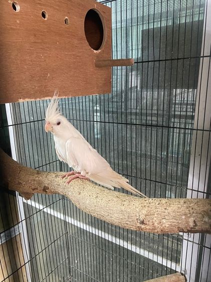 นก ค็อกเทล1คู่ รูปที่ 2