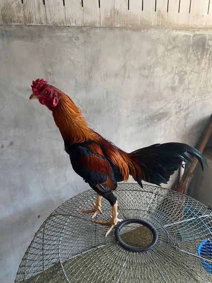 ไก่พม่า รูปที่ 2