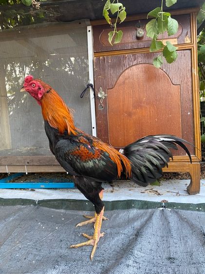 ไก่พม่า