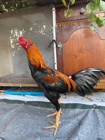 ไก่พม่า รูปที่ 3