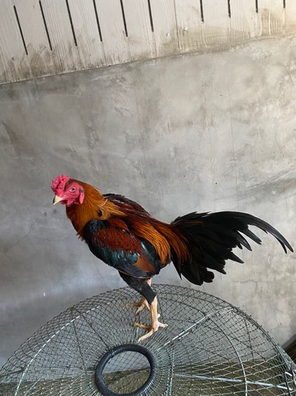ไก่พม่า รูปที่ 4