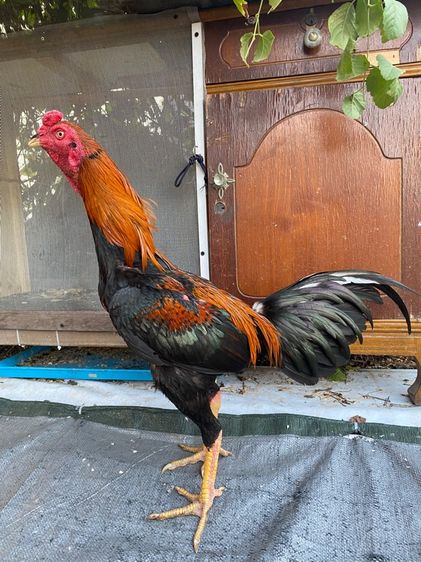 ไก่พม่า รูปที่ 5