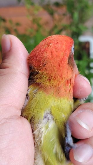 เลืฟเบิร์ด​เชื่อง น่ารัก กินเก่งมากก รูปที่ 2