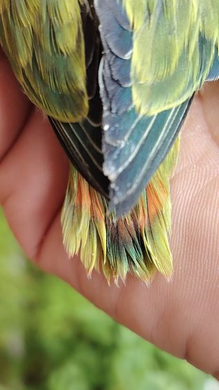 เลืฟเบิร์ด​เชื่อง น่ารัก กินเก่งมากก รูปที่ 4