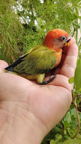 เลืฟเบิร์ด​เชื่อง น่ารัก กินเก่งมากก รูปที่ 3