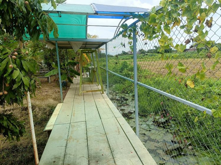 ที่ดินเปล่า พร้อมรั้วปูน ต.หนองช้างคืน อ.เมือง ลำพูน 150 วา ๆละ 8,000 รูปที่ 4