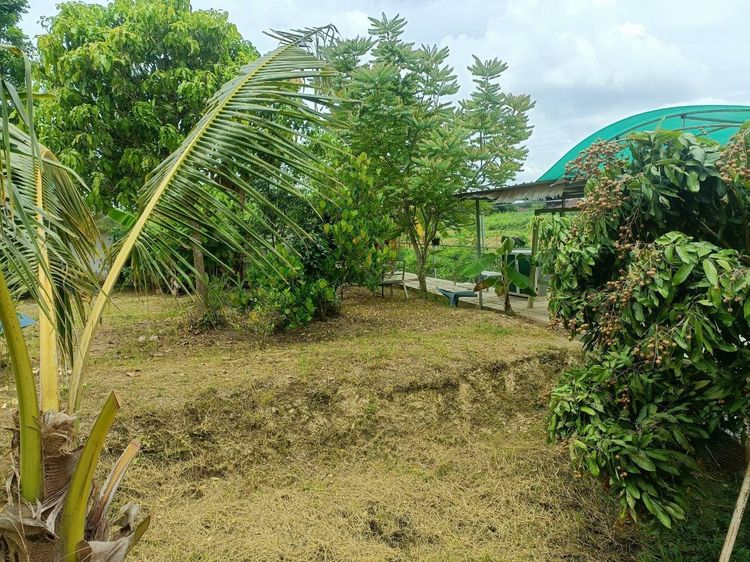 ที่ดินเปล่า พร้อมรั้วปูน ต.หนองช้างคืน อ.เมือง ลำพูน 150 วา ๆละ 8,000 รูปที่ 3