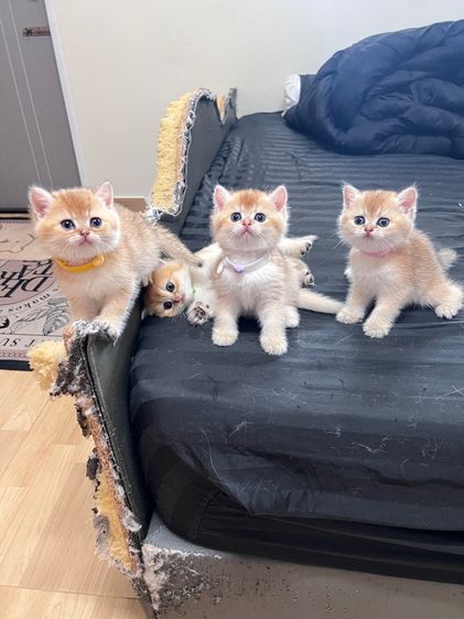 บริติช ช็อตแฮร์ รูปที่ 3