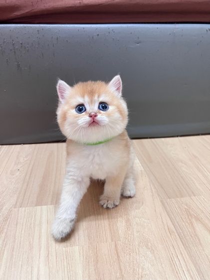 บริติช ช็อตแฮร์ รูปที่ 12