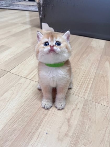 บริติช ช็อตแฮร์ รูปที่ 9