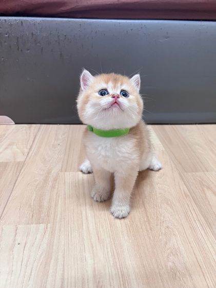 บริติช ช็อตแฮร์ รูปที่ 10