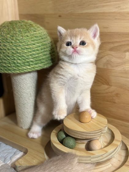 แมวมันซ์กิ้น-บริติช (ขาปกติ) รูปที่ 3