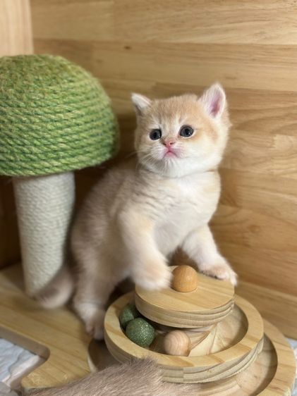 แมวมันซ์กิ้น-บริติช (ขาปกติ) รูปที่ 4