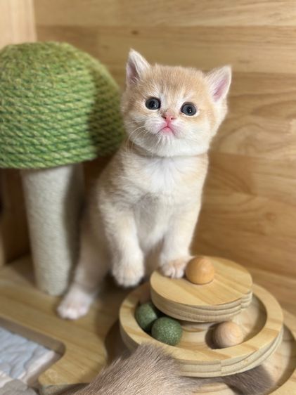แมวมันซ์กิ้น-บริติช (ขาปกติ)
