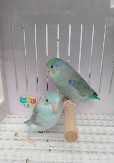 ฟอร์พัดติดพาย นกเคยไข่แล้ว1คอก รูปที่ 2