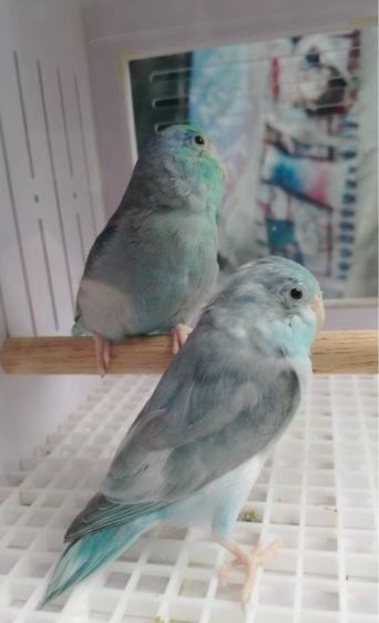 ฟอร์พัดติดพาย นกเคยไข่แล้ว1คอก รูปที่ 3