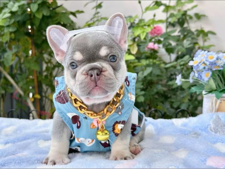 เฟรนบลูด็อก ไลแลคแทน แครี่ครีม แครี นิวเฉดค่ะ รูปที่ 7