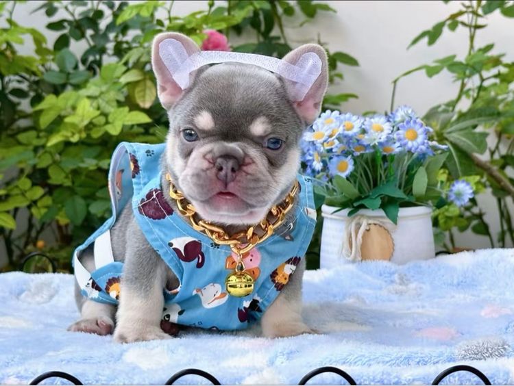 เฟรนบลูด็อก ไลแลคแทน แครี่ครีม แครี นิวเฉดค่ะ รูปที่ 17