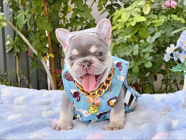 เฟรนบลูด็อก ไลแลคแทน แครี่ครีม แครี นิวเฉดค่ะ รูปที่ 13