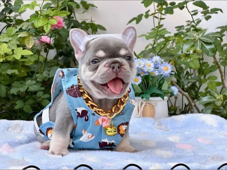 เฟรนบลูด็อก ไลแลคแทน แครี่ครีม แครี นิวเฉดค่ะ