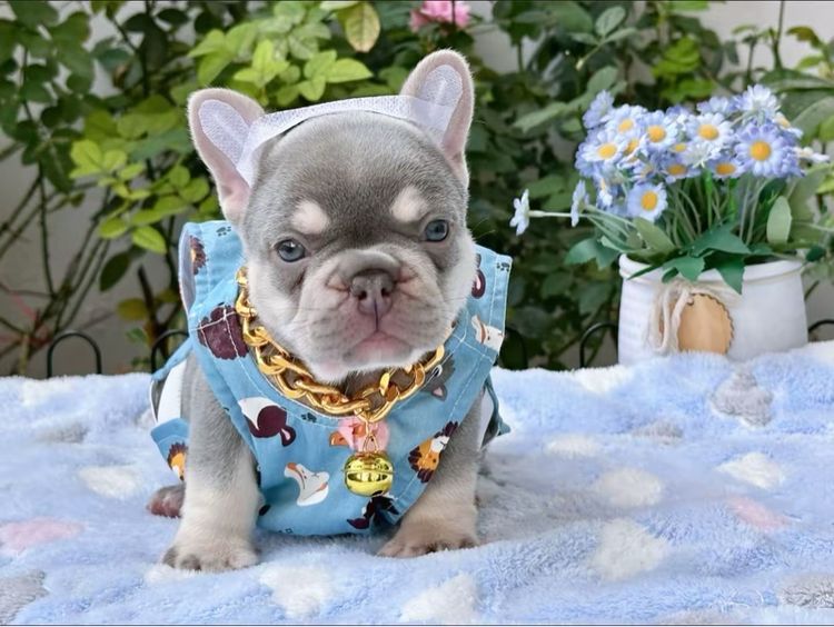 เฟรนบลูด็อก ไลแลคแทน แครี่ครีม แครี นิวเฉดค่ะ รูปที่ 18