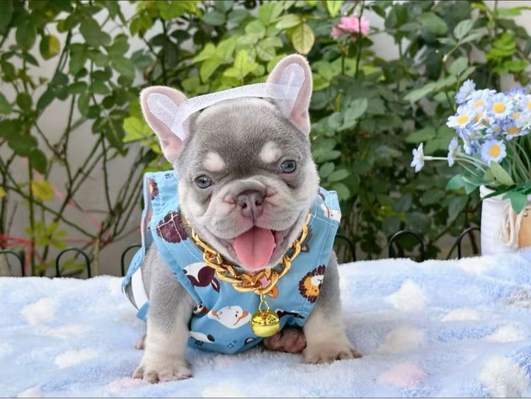 เฟรนบลูด็อก ไลแลคแทน แครี่ครีม แครี นิวเฉดค่ะ รูปที่ 11