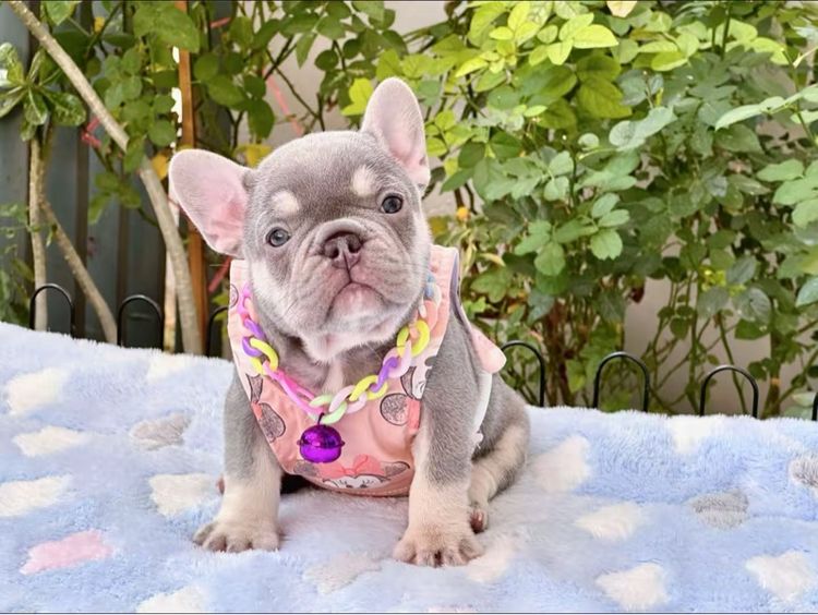 เฟรนบลูด็อก ไลแลคแทน แครี่ครีม แครี นิวเฉดค่ะ รูปที่ 6